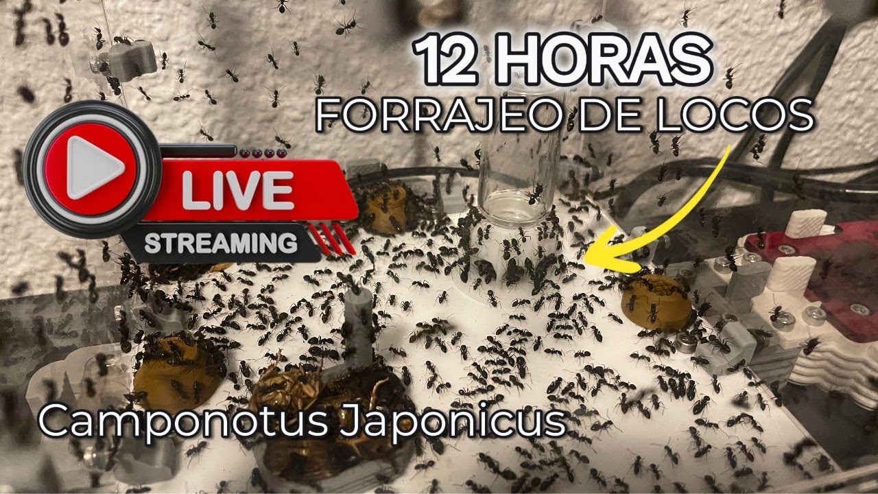Observando el Forrajeo de Camponotus japonicus en Cautividad | Va de Hormigas