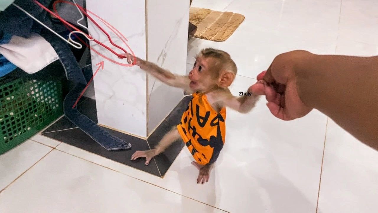 Baby Monkey Zhuly is bigger and bigger than before, and he is walking