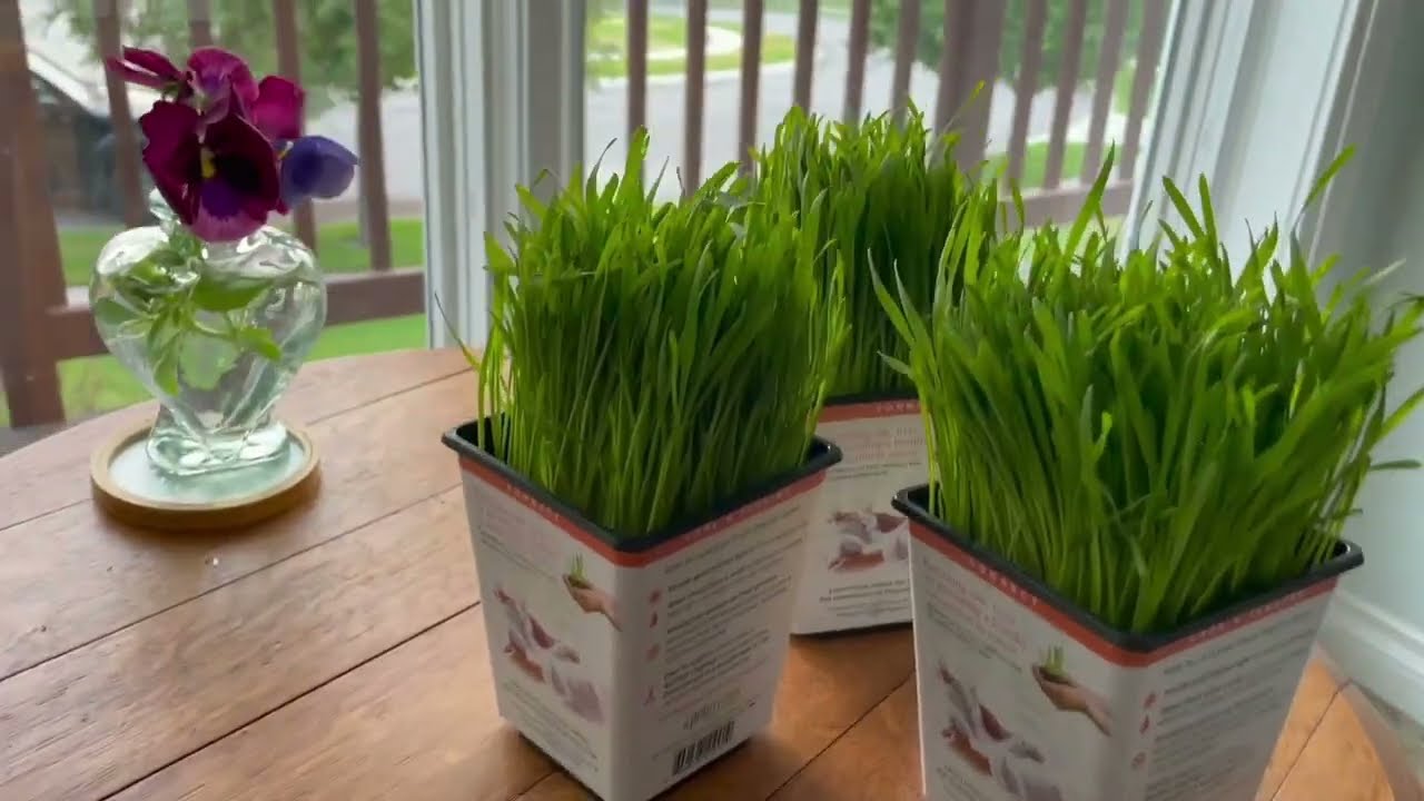 The Secret to Growing the Best Cat Grass Your Feline Friend Will Love | Pet Greens