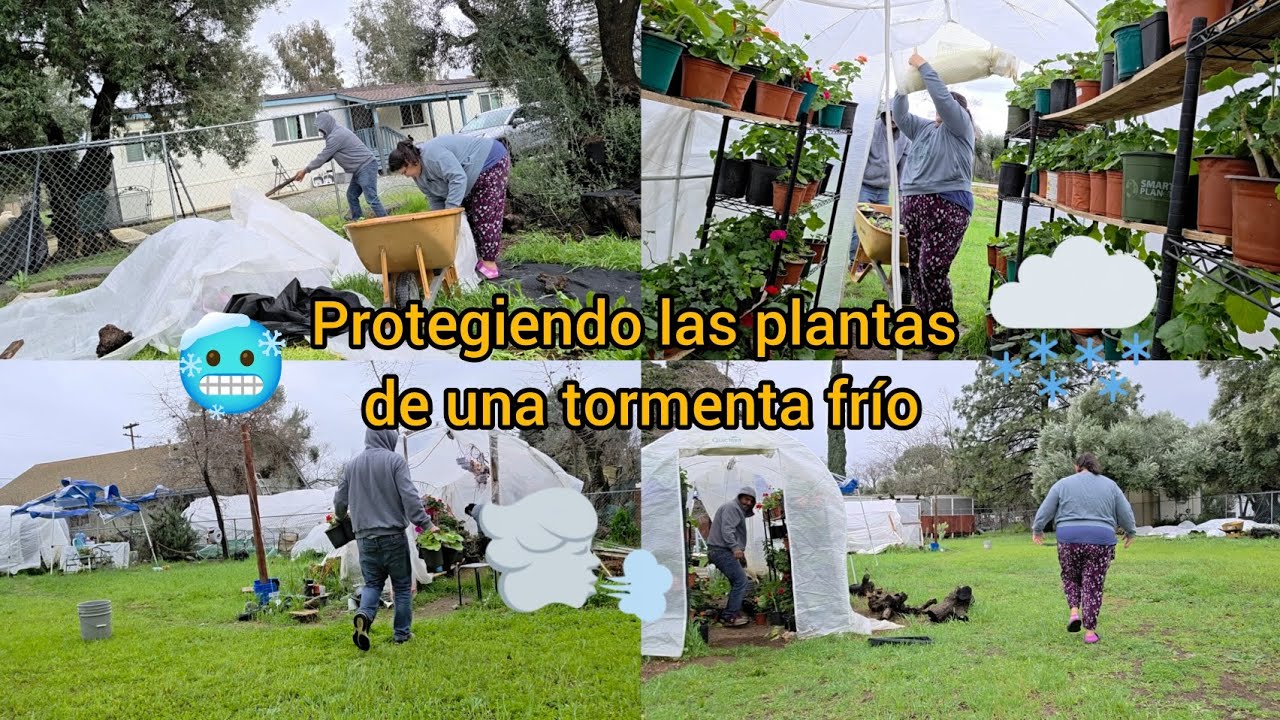 Protegiendo nuestras plantas de una tormenta de frío
