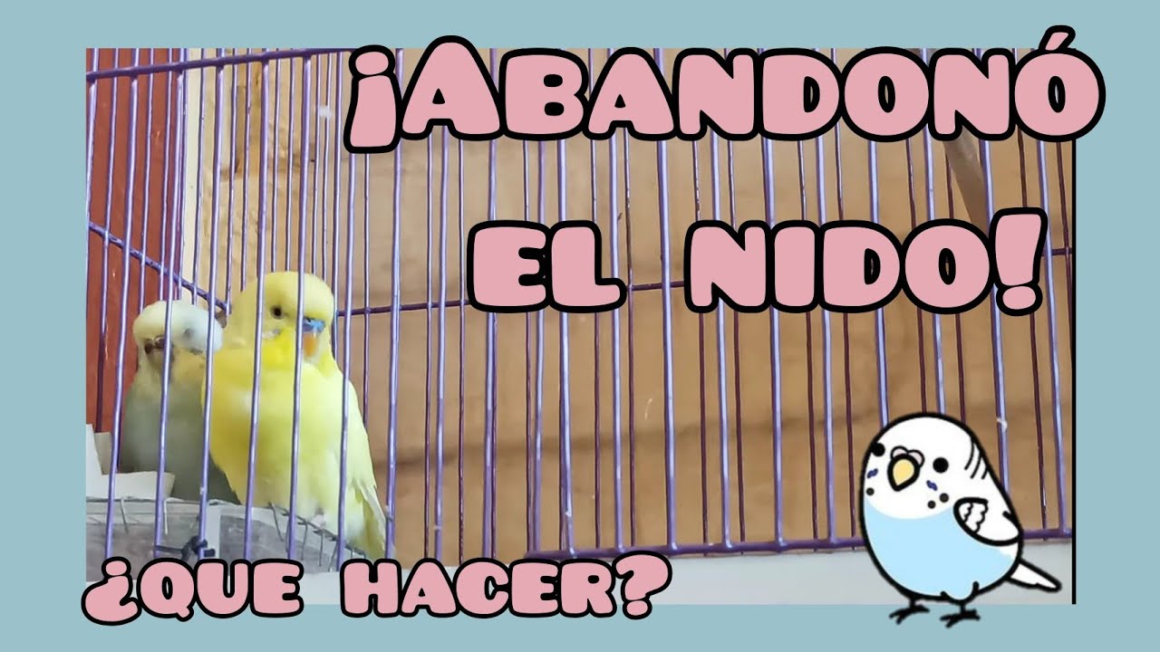 ¡Mi periquita abandonó el nido! 😱| ¿Que hacer? 🤔 | Periquitos Australianos