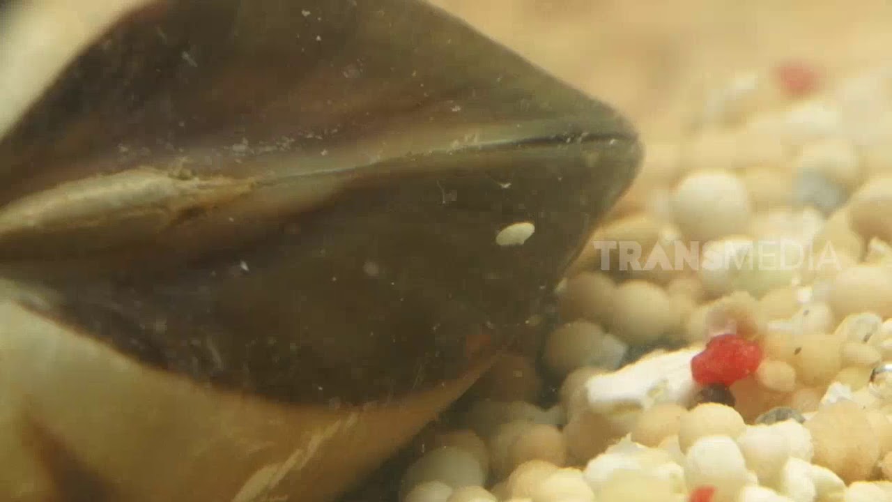 Ternyata Begini loh Cara Kerang Makan Makanannya | Si Otan (15/02/19) Part 3