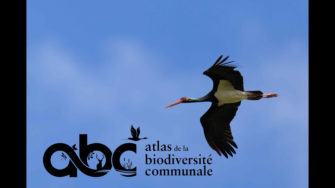 Conférence | À la rencontre de la Cigogne noire