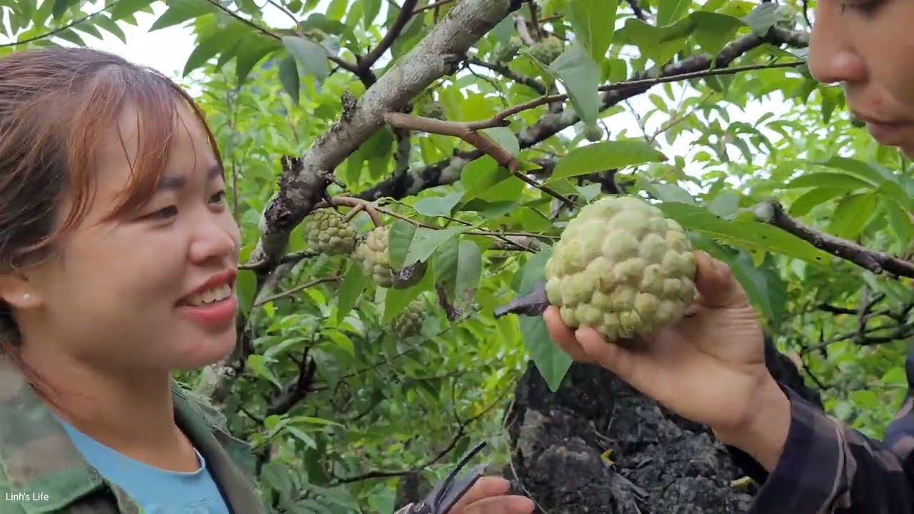Harvesting large soursops to sell to the market. Taking care of pigs | Linh's Life