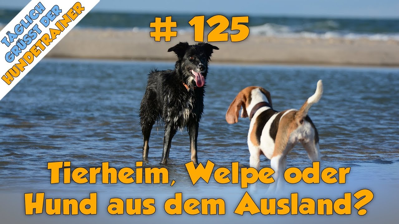 TGH 125 Neuer Hund: Welpe, Hund aus dem Tierheim oder Auslandstierschutz