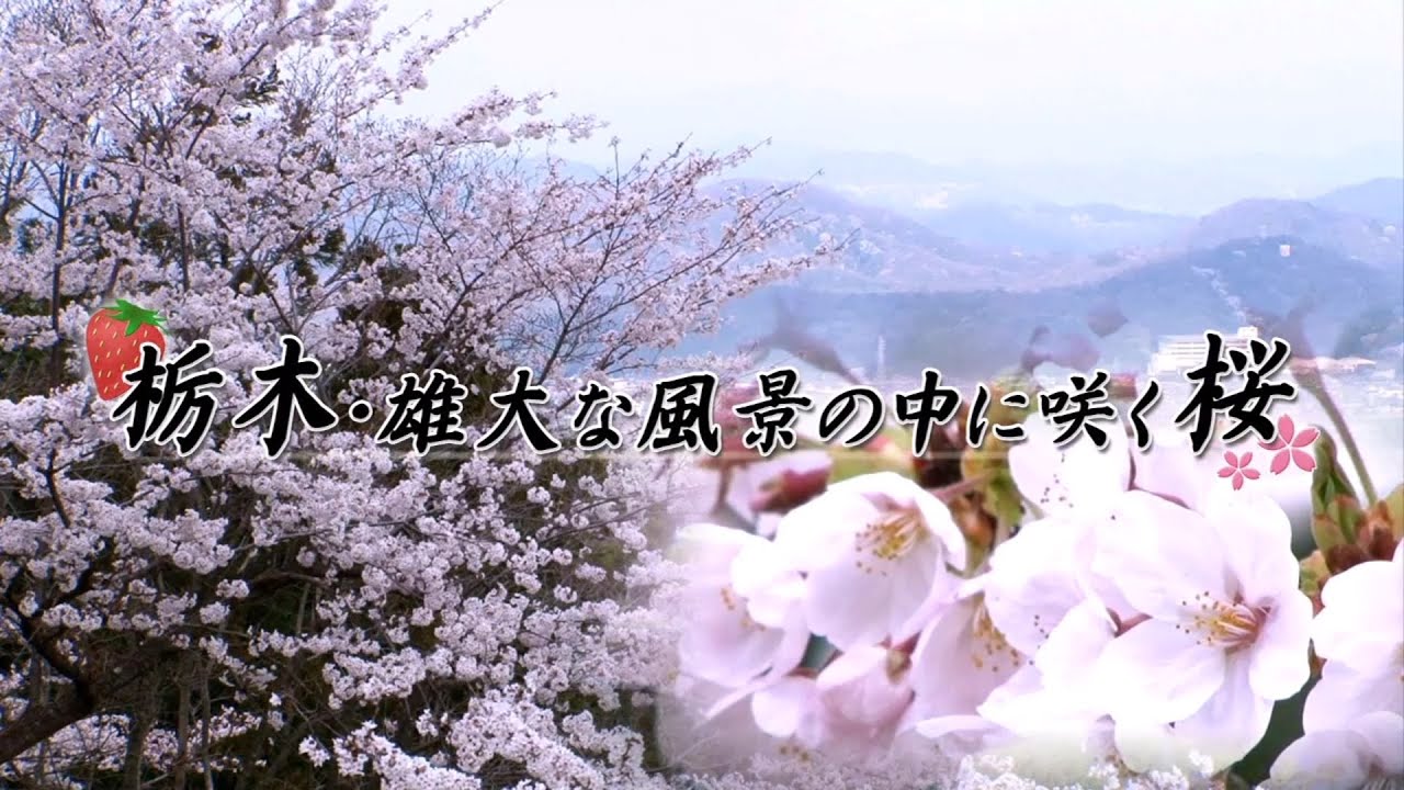 【桜名所 関東】栃木県栃木市_太平山県立自然公園