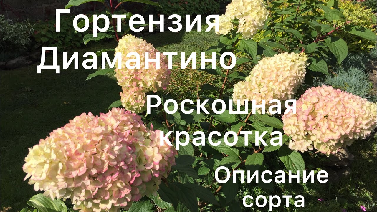 ДИАМАНТИНО РОСКОШНАЯ ГОРТЕНЗИЯ. Описание сорта.