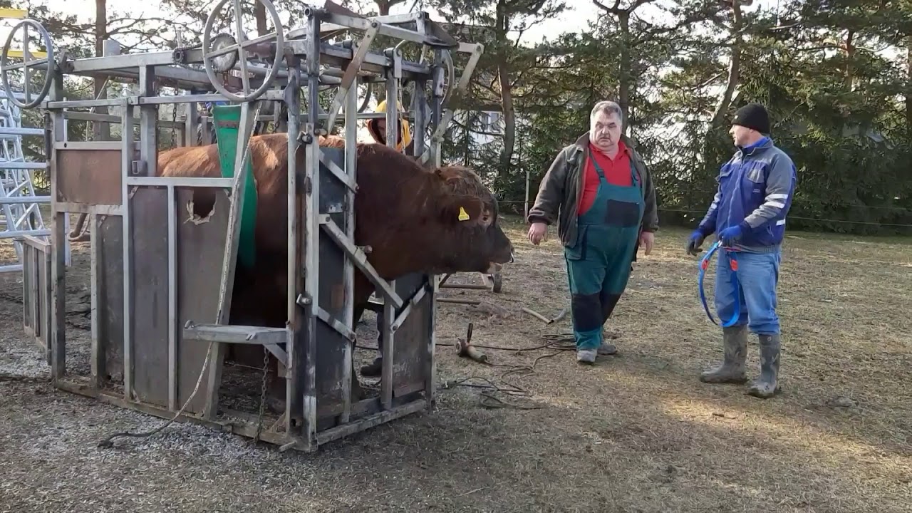 Plemenn&yacute; b&yacute;k dexter a fixačn&aacute; mobiln&aacute; klietka.