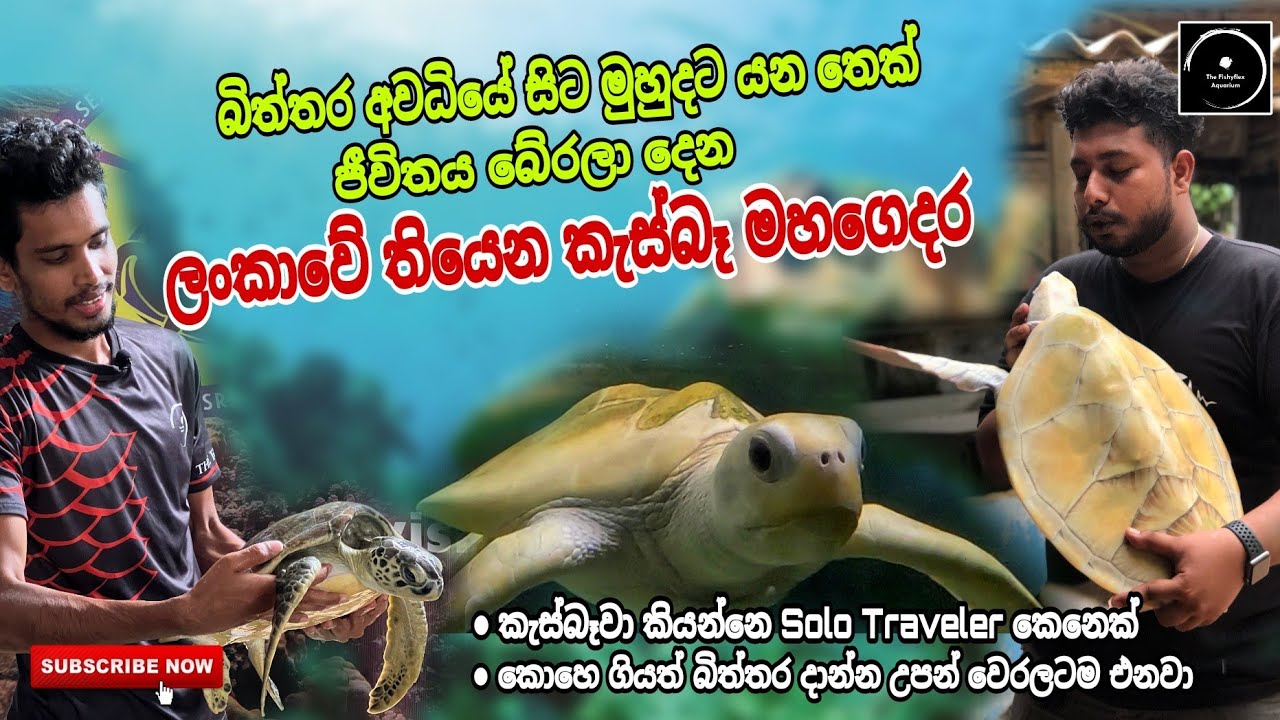 A day at Sea Turtle Research And Conservation Centre in Sri Lanka 🇱🇰 | කැස්බෑවෝ | The Fishyflex