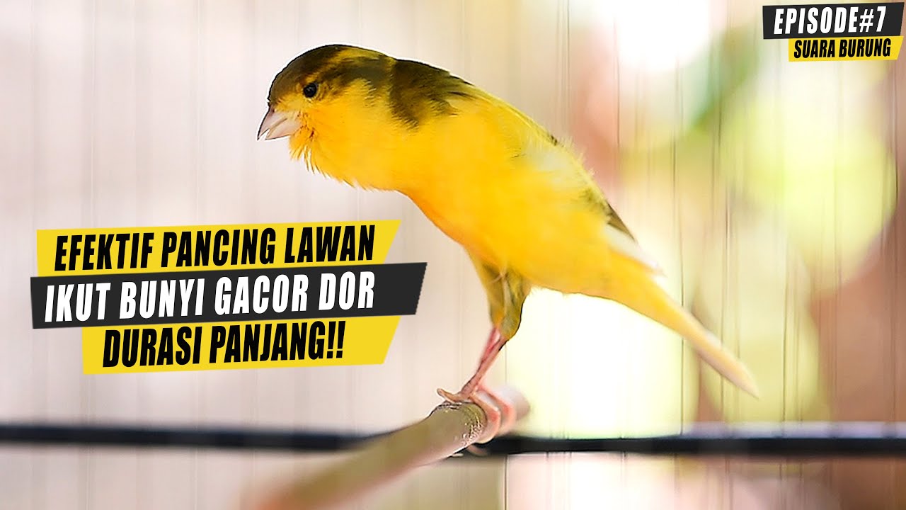 SUARA BURUNG |7| Pancingan Kenari Susah Bunyi Auto nyaut gacor nembak tajam Dngan Masteran Gacor ini