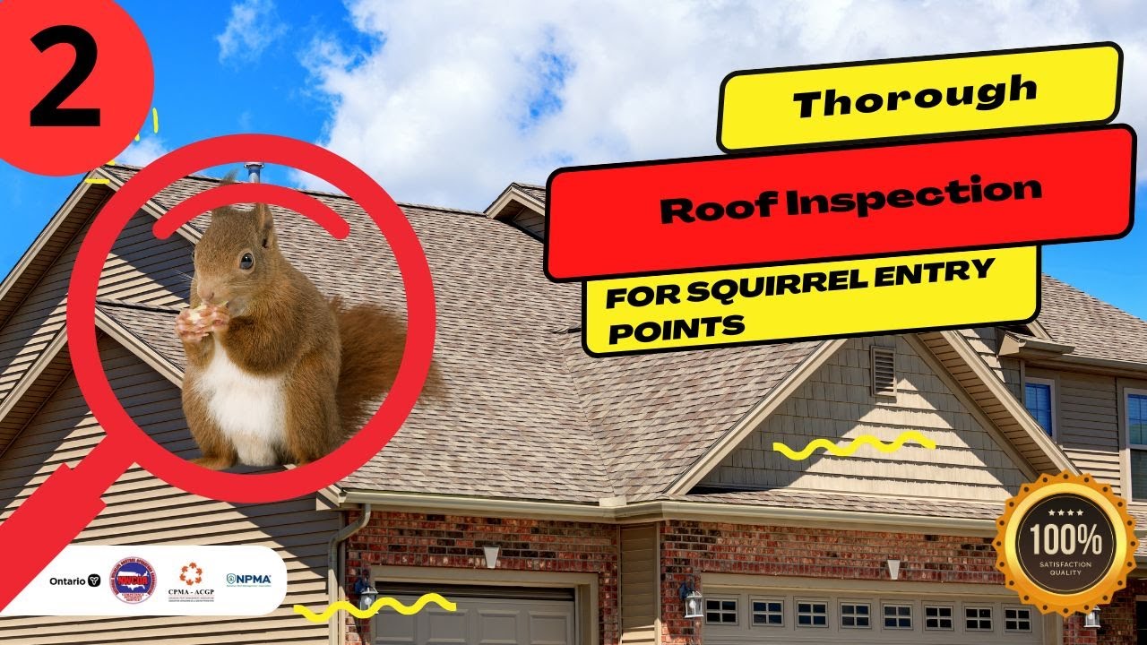 Expert Squirrel Removal on a 2-Story Roof | Icon Pest Control (2 of 3)