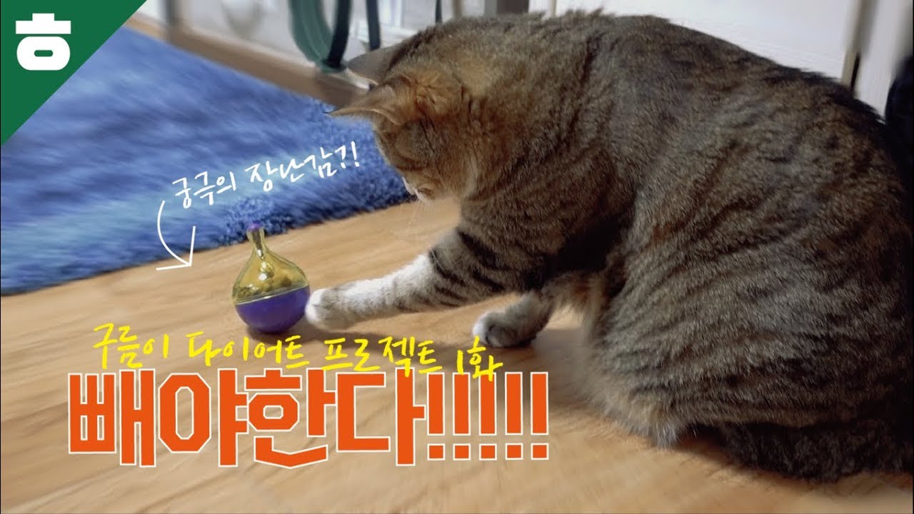 구름이 다이어트 프로젝트 제1화