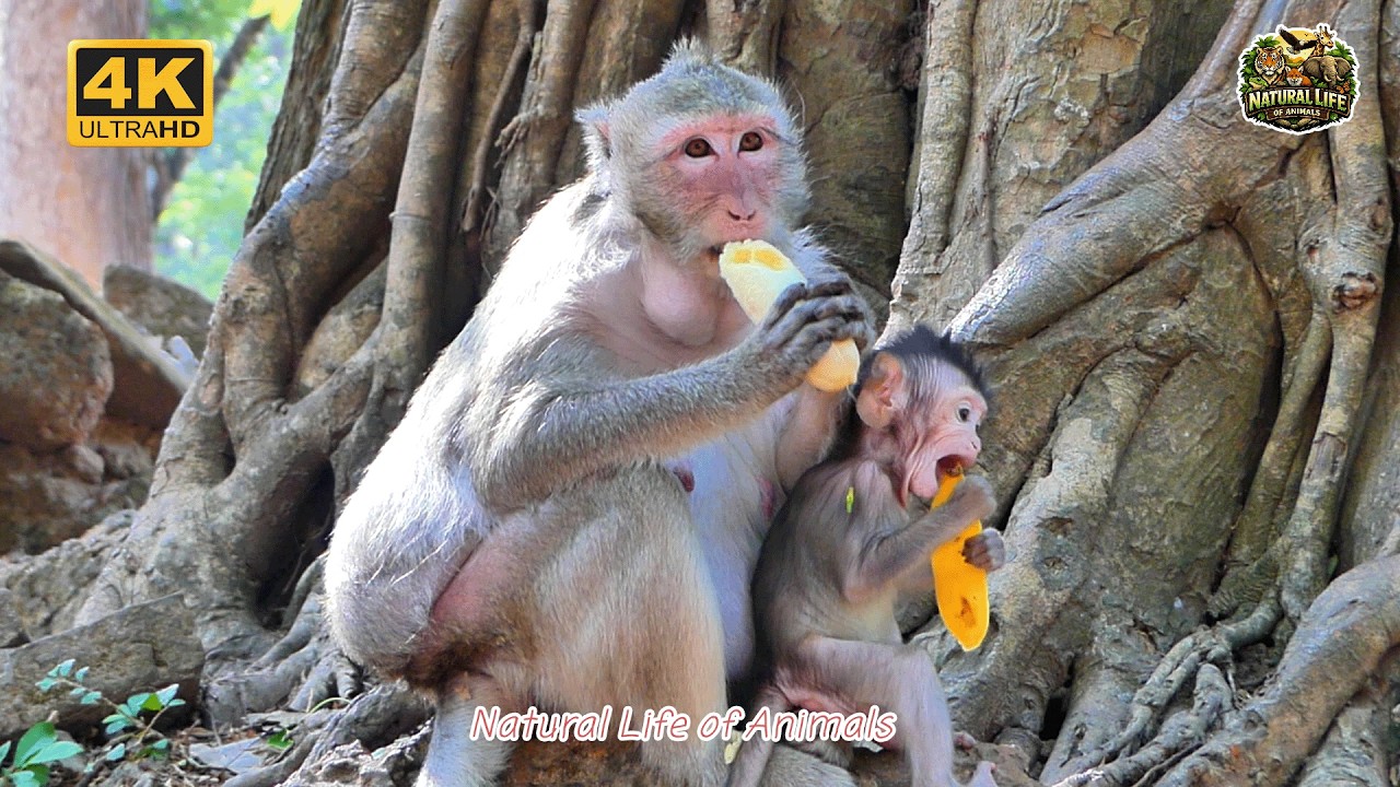 “Adorable Baby Monkey Enjoying Banana Beside Mom 🐒💛 Sweet Family | Natural Life of Animals