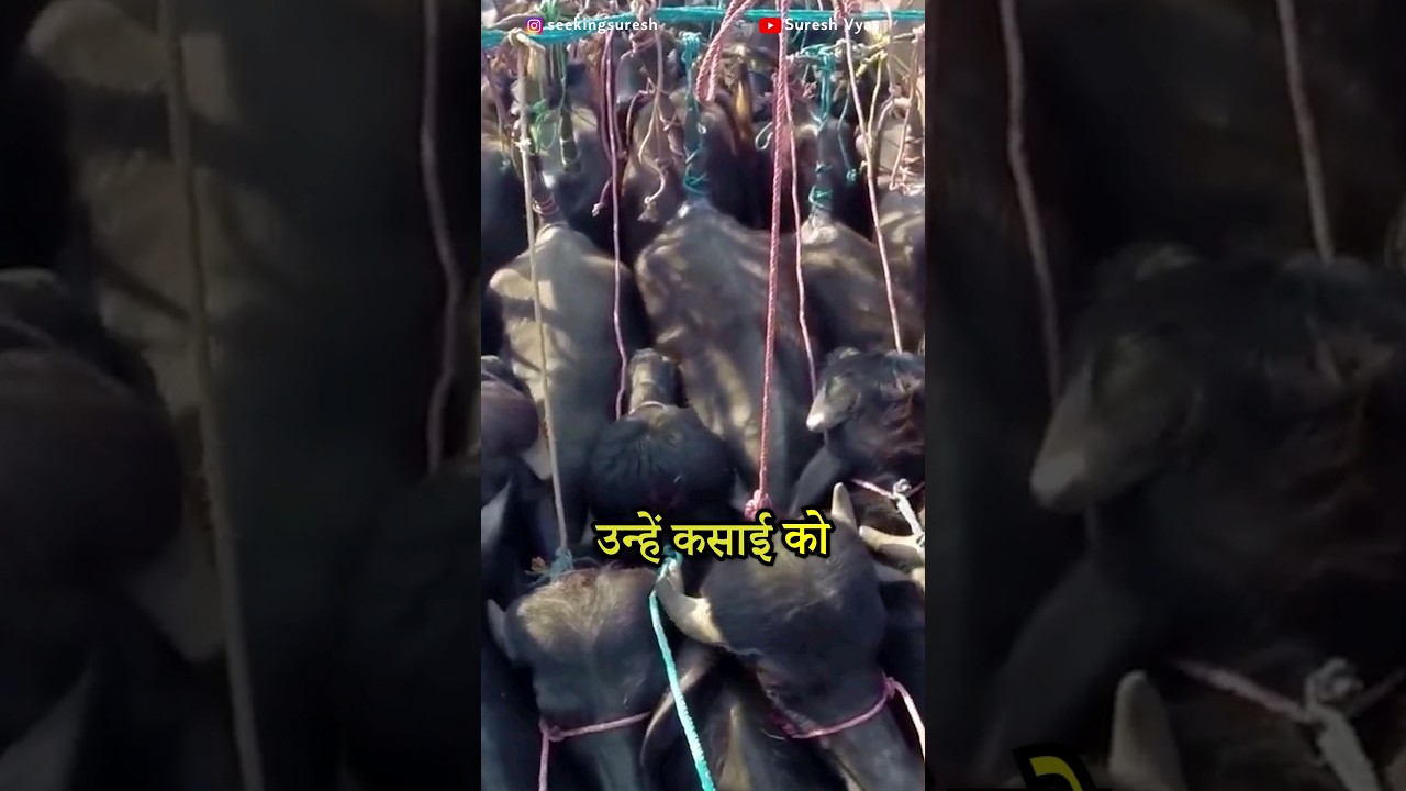 Dark reality of beef in India