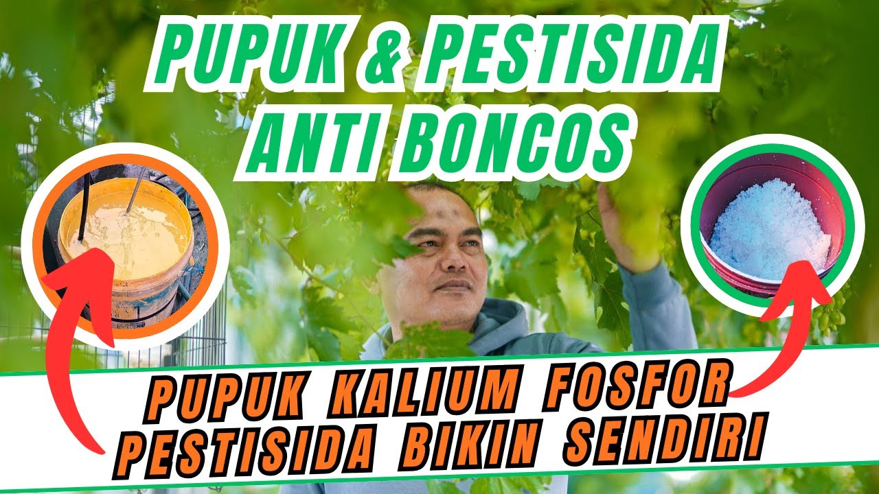 2026 PENGANGGURAN ANTI BOROS‼️ PUPUK PEMBUAHAN KALIUM FOSFOR & PESTISIDA ALAMI BIKIN SENDIRI AJA