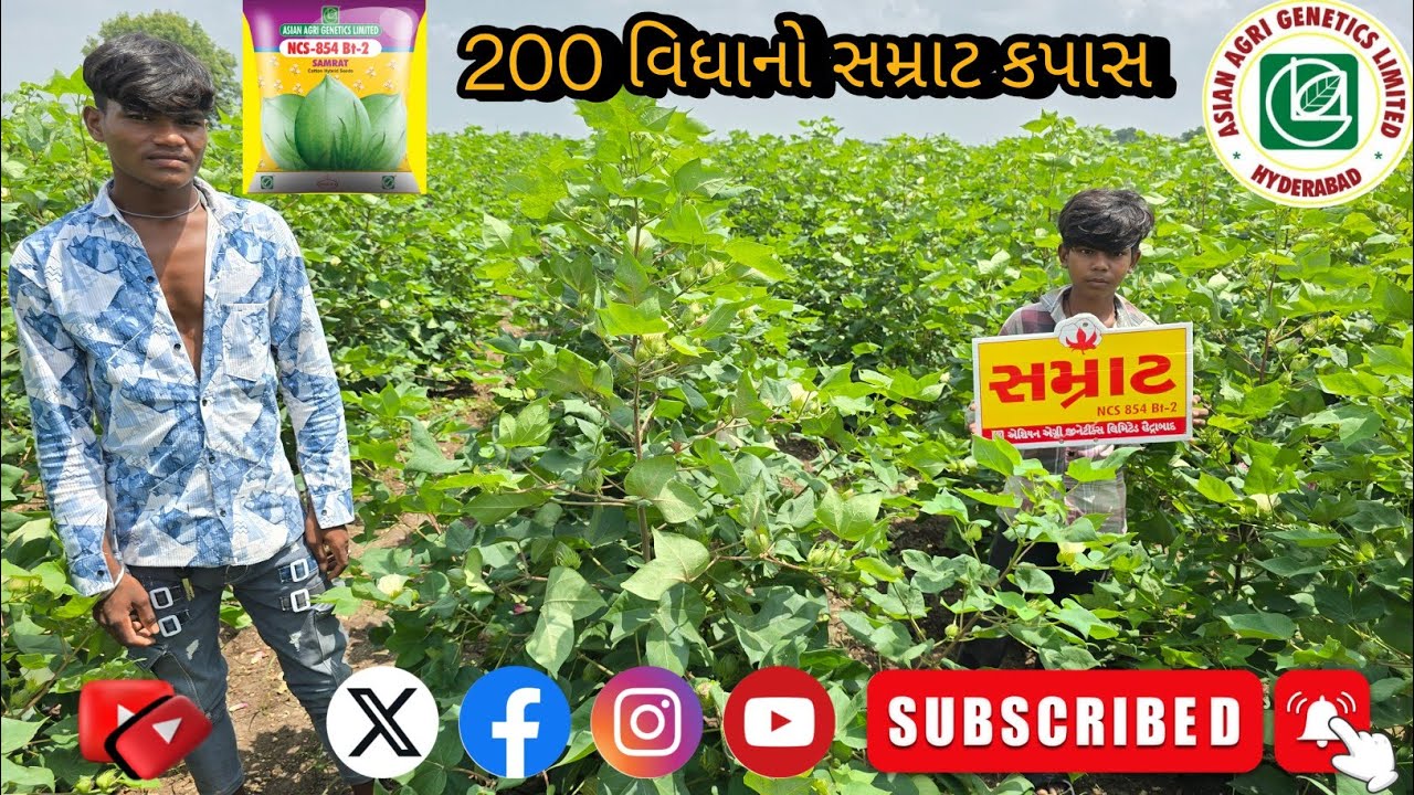  નવી વેરાયટી સમ્રાટ કપાસ એશિયન એગ્રી જીનેટિક્સ #agriculture #farmer #farming #cotton #viralvideo