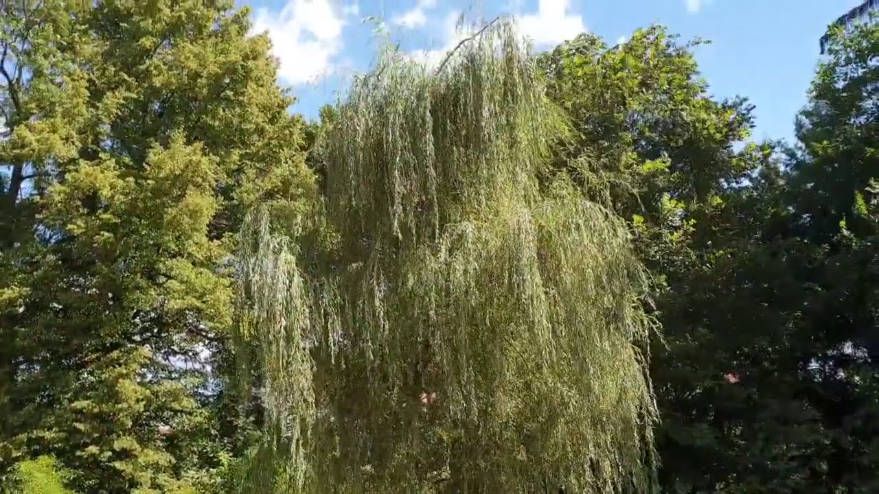 Salix alba 'Tristis' vrba b&iacute;l&aacute;