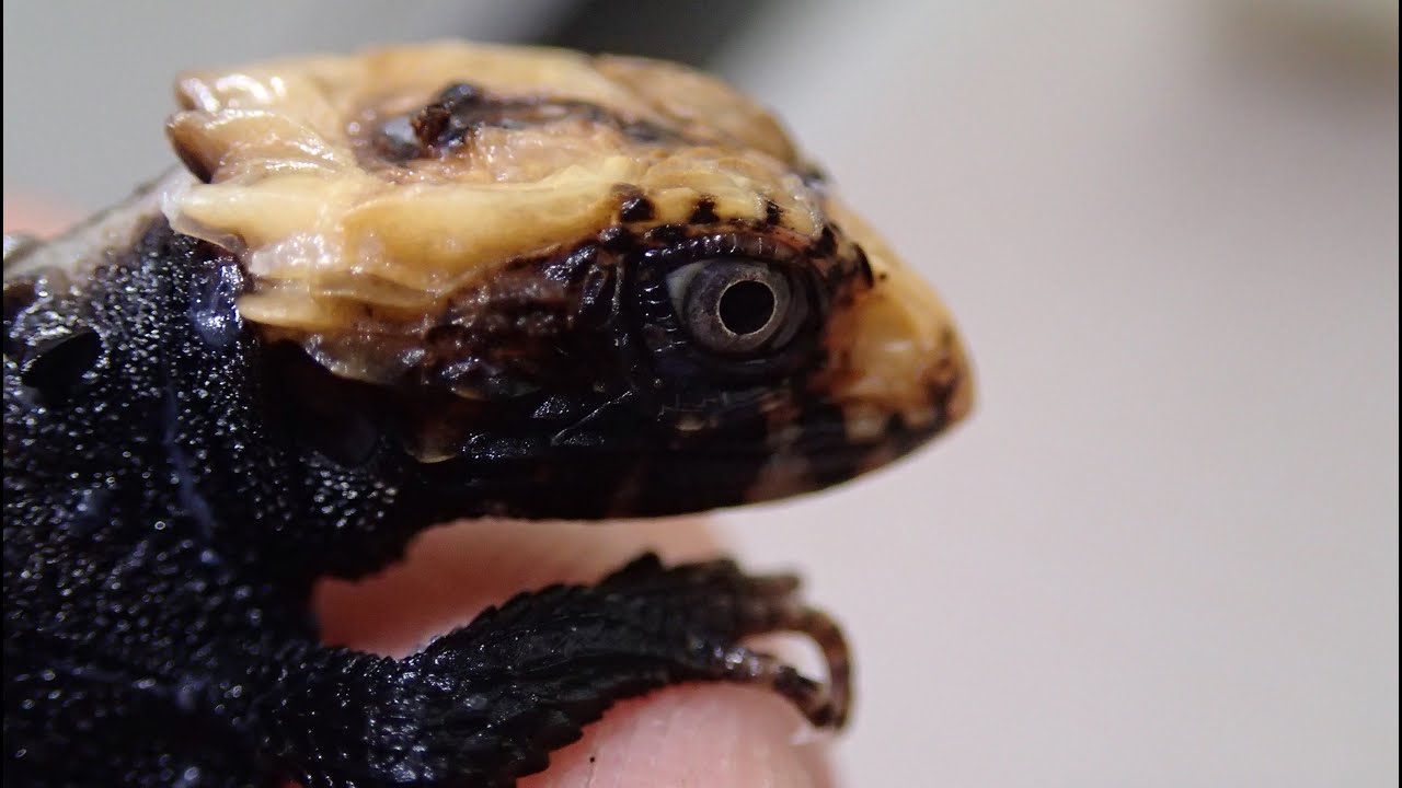 Red-eyed Crocodile Skink Hatchlings (Tribolonotus gracilis) || Rotaugen-Buschkrokodil Nachwuchs