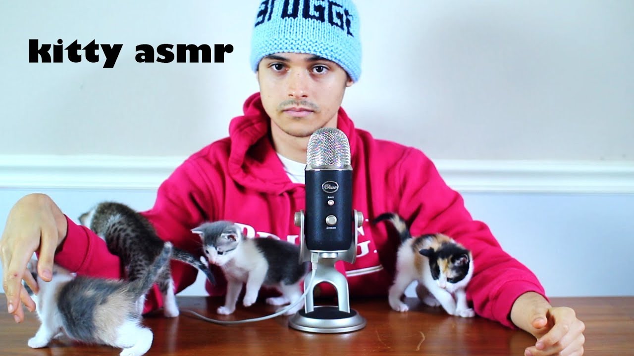 ASMR Kitten Extravaganza