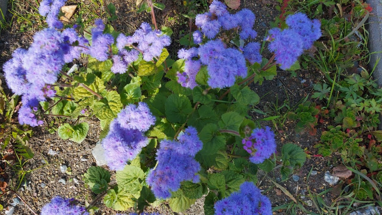 🌿🌿Сходили на выборы, проголосовали / Обзор покупки продуктов с ценами🌿🌿🌿