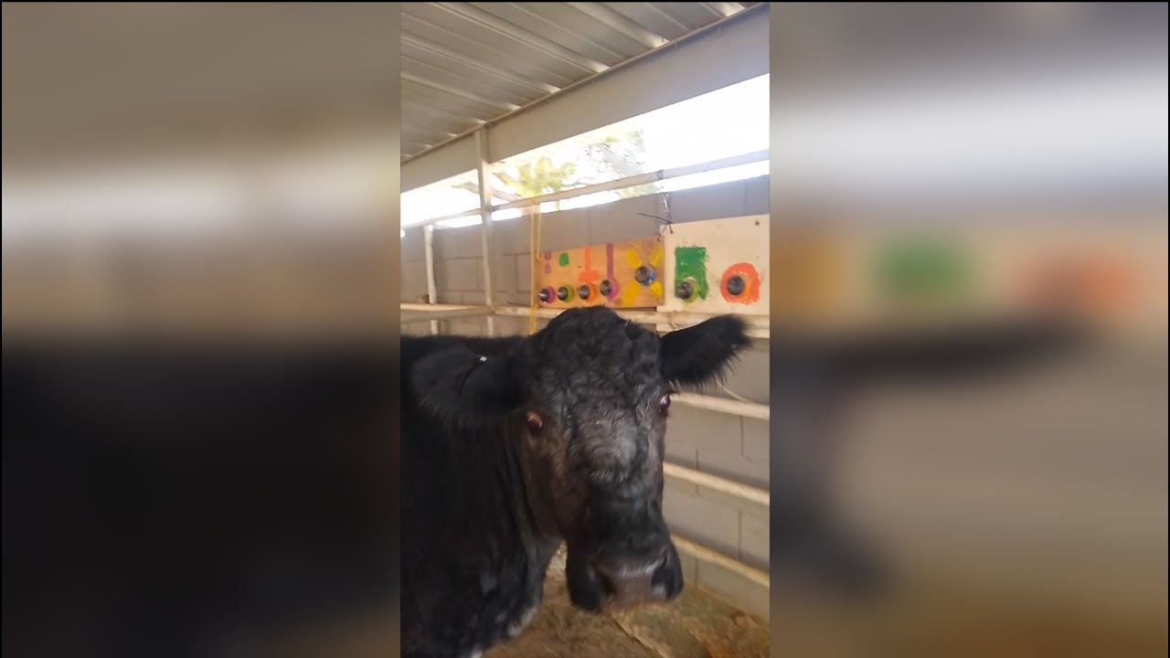 Conversation With A Cow | Norma The Talking Cow | Rescued Dairy Cow | Animal Sanctuary