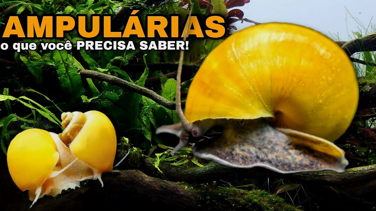 AMPULÁRIAS (POMACEA) - O QUE VOCÊ PRECISA SABER