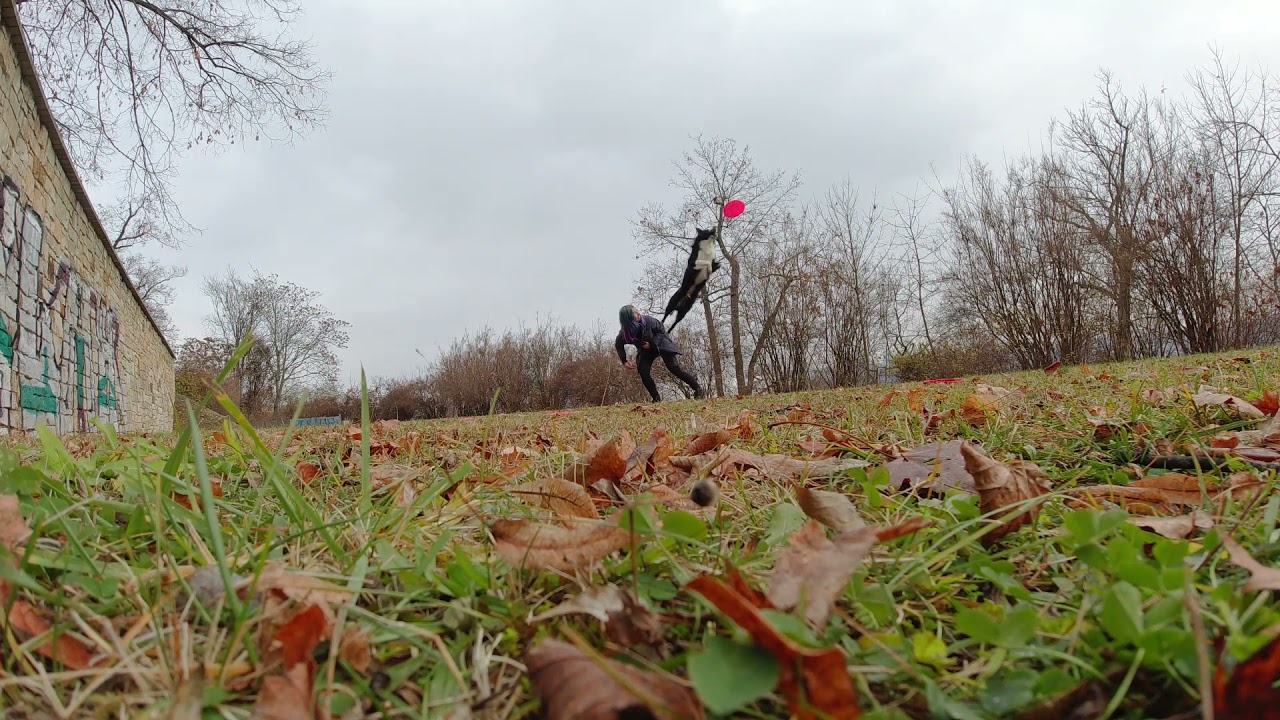 Real Good Feeling | Australian Shepherd dogfrisbee training