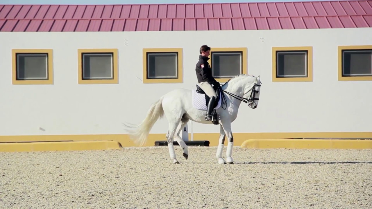 Bariloche (Rouxinol-Hostil) Recommended Licensed Lusitano Stallion ****
