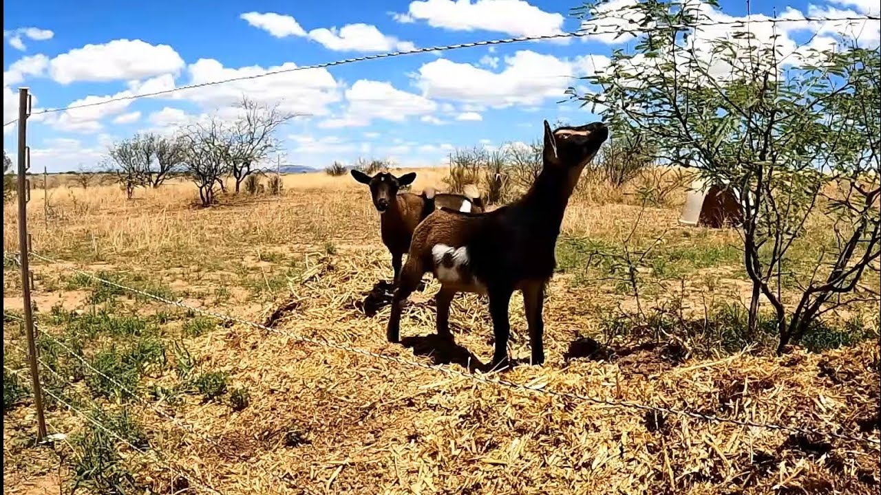 Training The Doelings To The Electric Fence!!