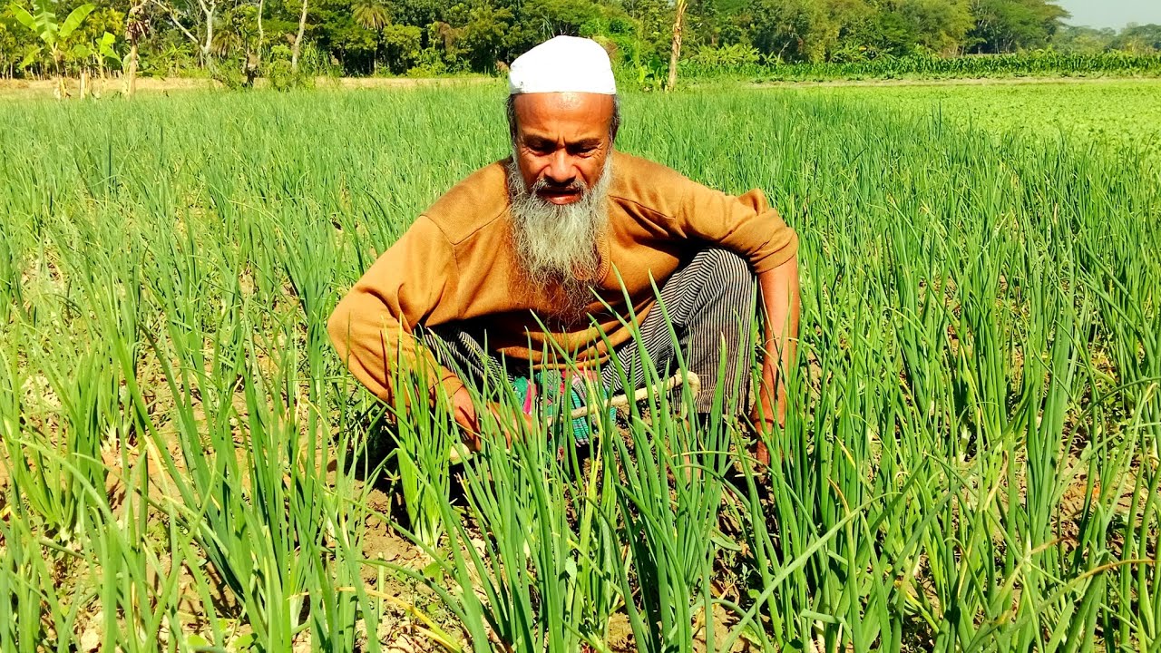 পিয়াজ চাষির মুখে হাসি