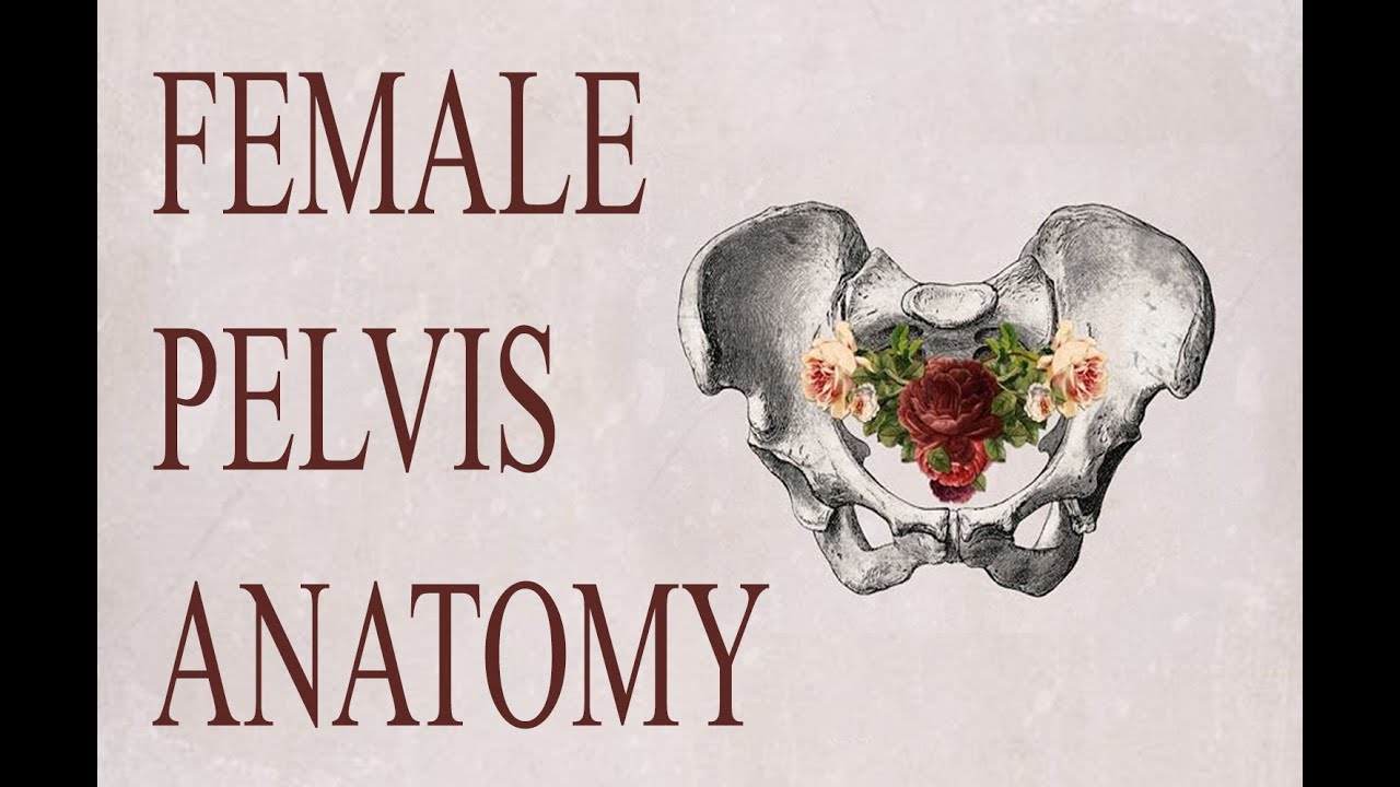 Female Pelvis Anatomy |  HOLY GRAIL