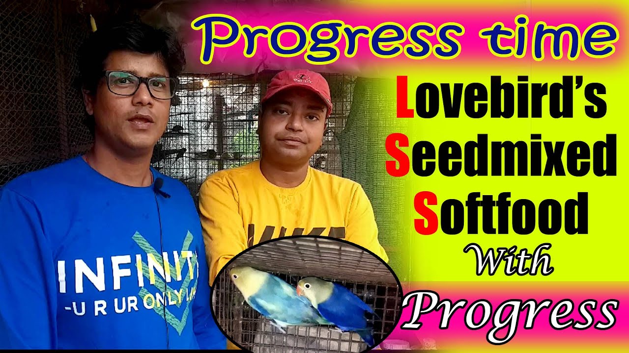 Lovebirds Progress with Dry food  & softfood|| Manas da farm|| Part-3