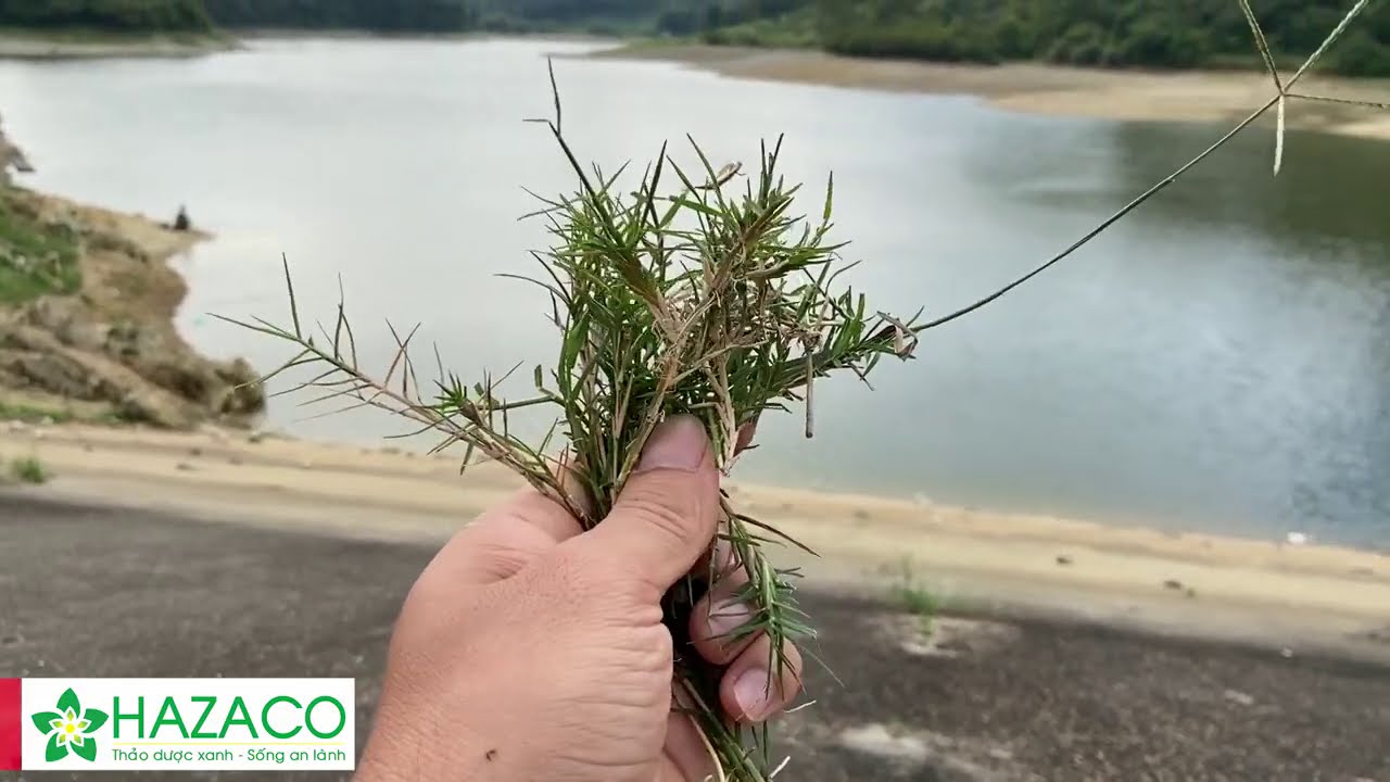 Cỏ g&agrave;, c&acirc;y thuốc mọc hoang ai ngờ chữa được đống bệnh rất tuyệt vời | THAODUOC.NET