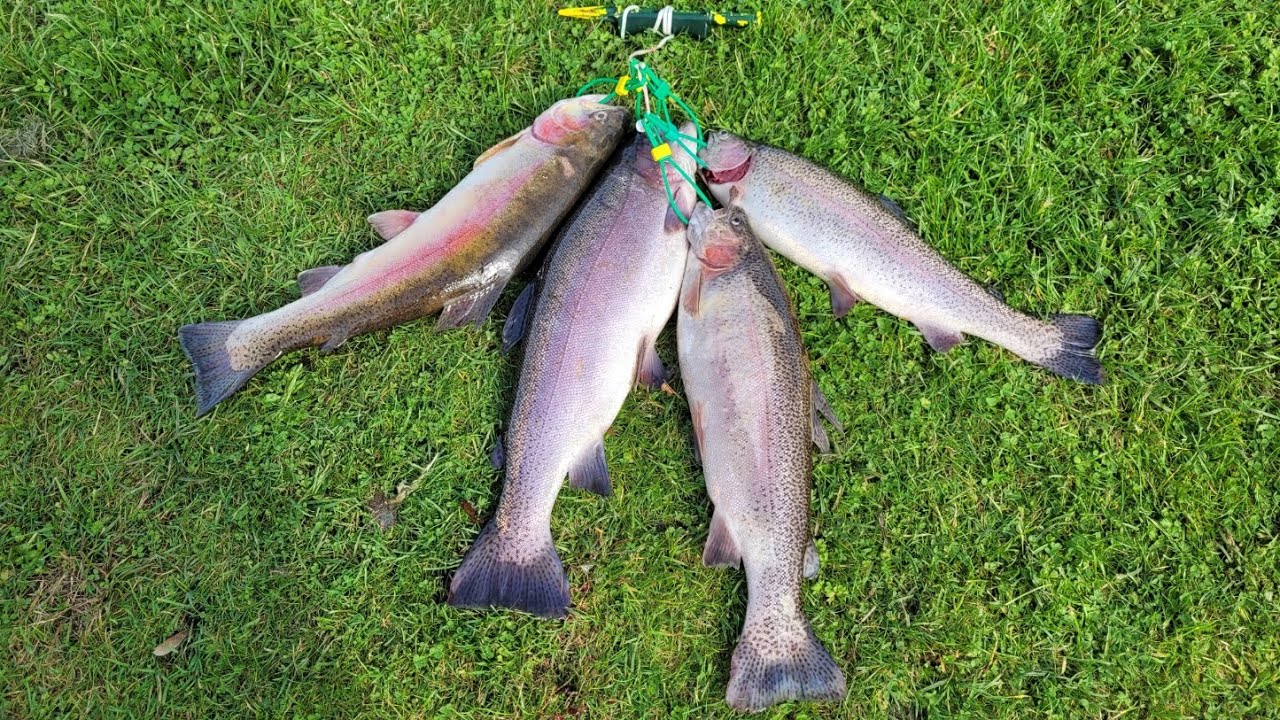 Первый раз, Bossington est Trout Fishery, 4 рыбы из озера Хорсбридж 🐋🐋🐋🐋 Сохранил самую большую н...