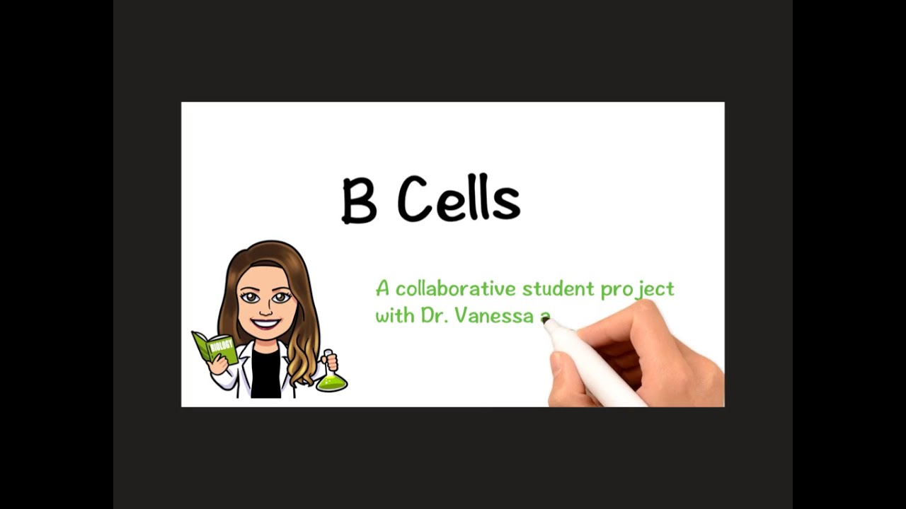 What are the function of B cells in the immune system?