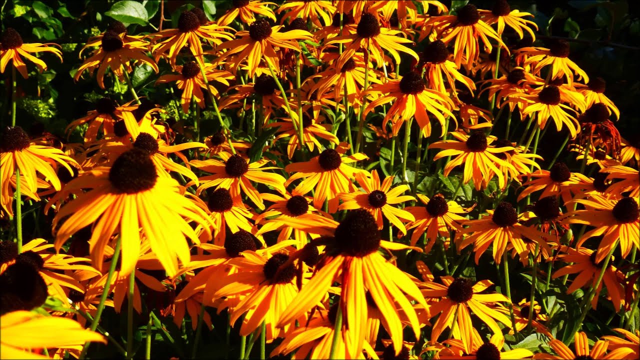Meine Stars im Staudengarten (Teil 2)