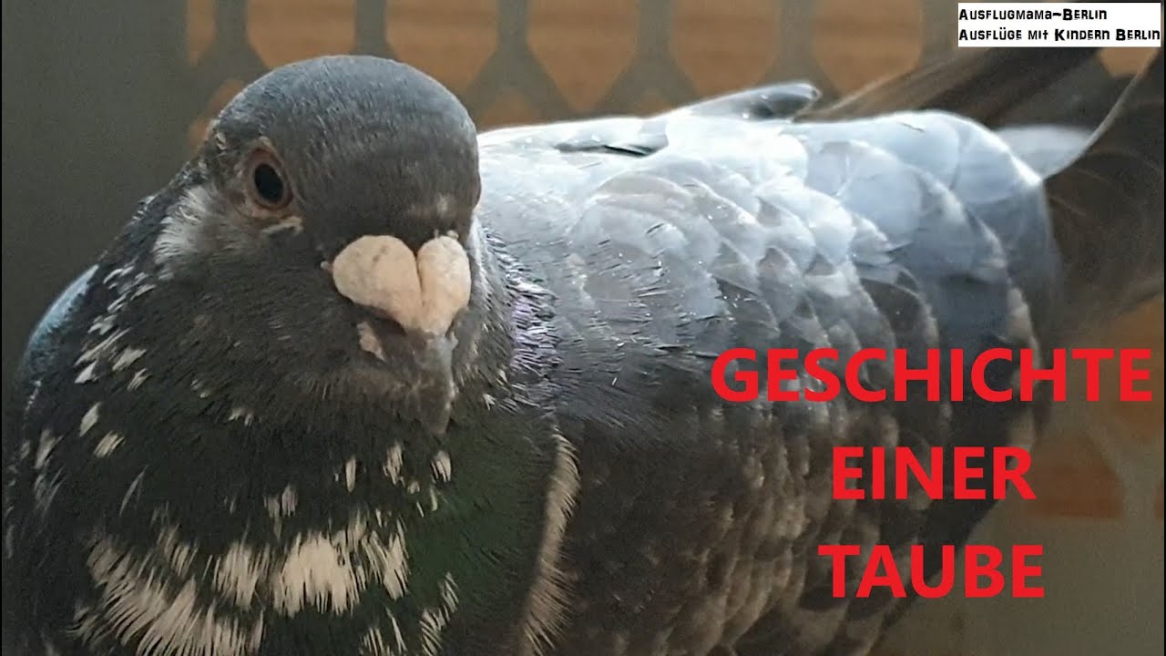 Geschichte einer Taube Ausflugmama-Berlin Brieftaube gerettet
