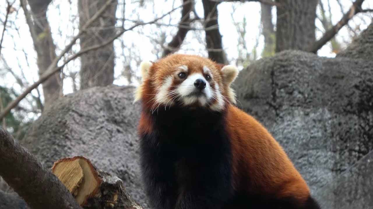 2025-11 Red panda