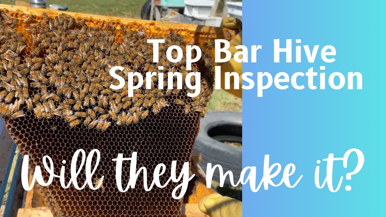 Top Bar Beekeeping. Opening the hive for the first time this Spring.