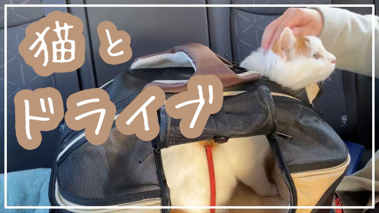 猫と車で旅行に行きたい 〜ドライブ練習第一弾〜