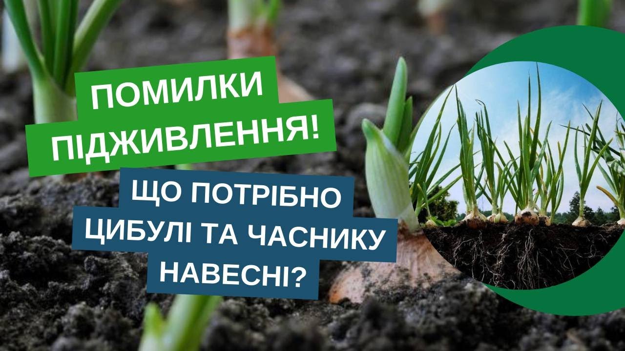 Цибуля та часник: що внести весною, щоб був урожай? Найкращі добрива!