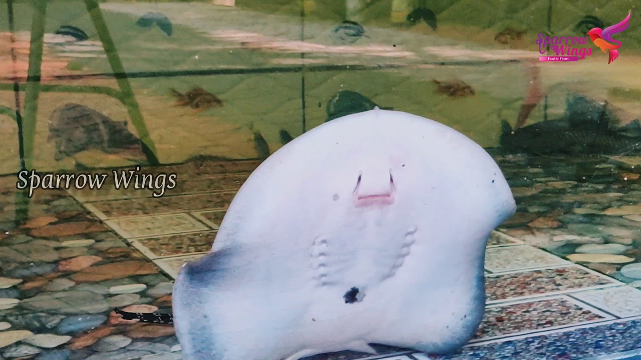 Stingray Flying (Pearl Stingray)