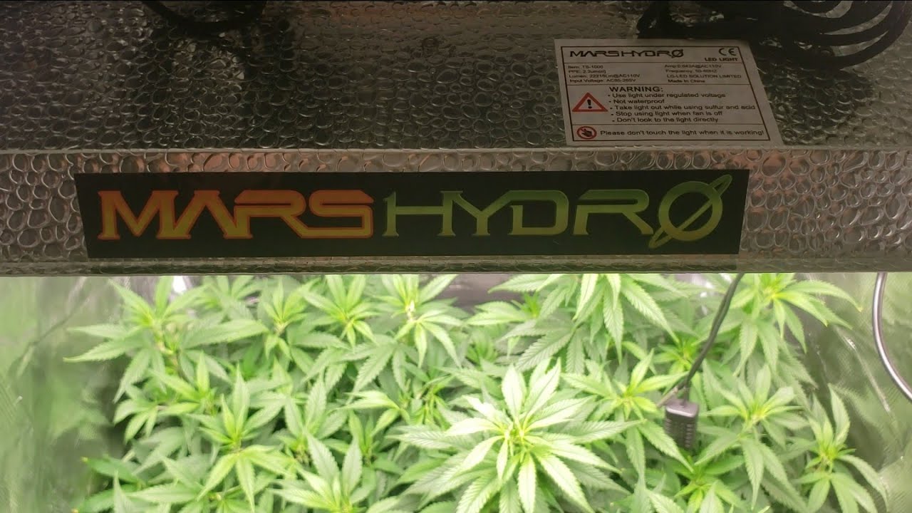 Mars Hydro 2x2 tent & TS1000 grow episode #3