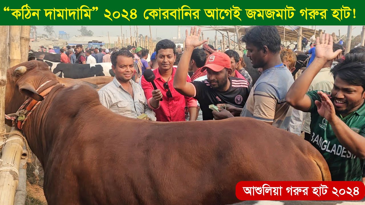 তুমুল দামাদামিতে 2024 কোরবানির আগেই জমজমাট গরুর হাট ! আশুলিয়া গরুর হাট 2024 || কৃষি ঘর