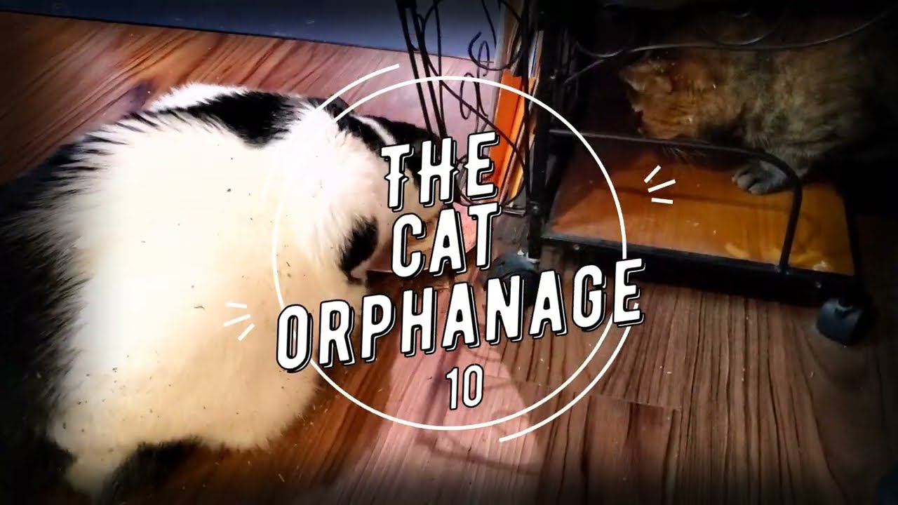 The Cat Orphanage. Ep 10.