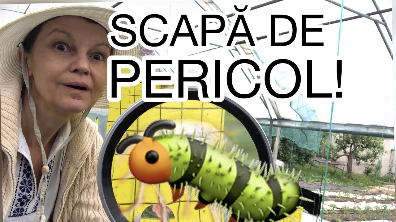 Amenajarea solarului pentru vara cu plasa de umbrire si capcane lipicioase