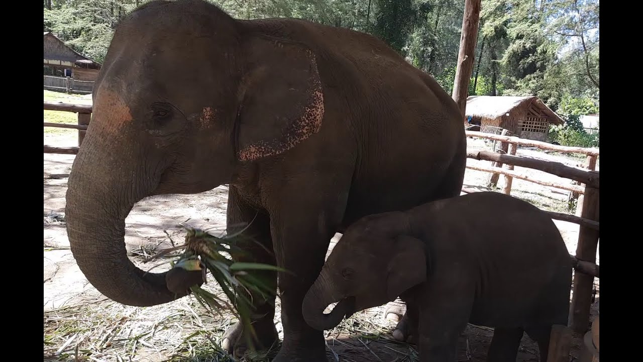 Khaolak Elephant Home, ungeplanter Stop,  an unplanned short visit