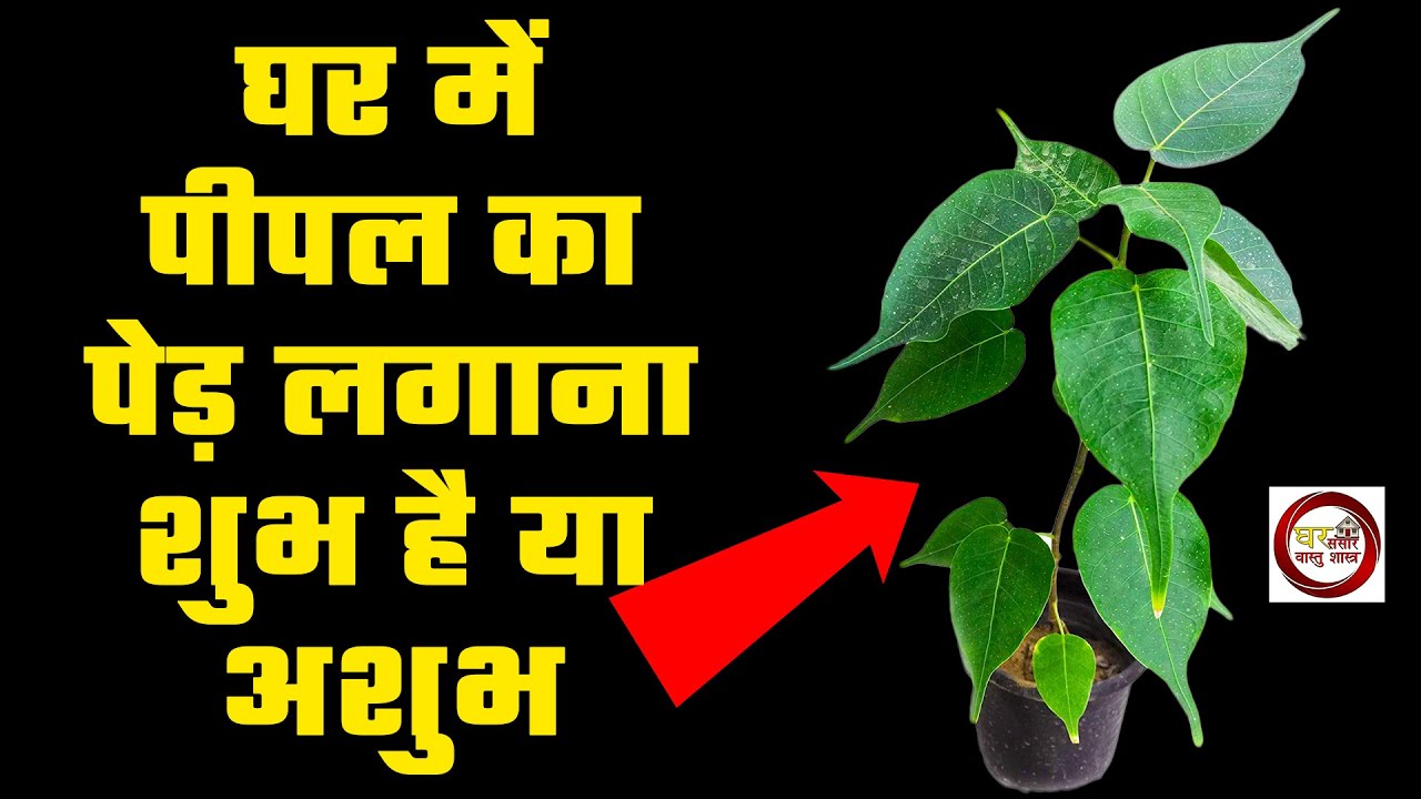 🌳 घर में पीपल का पेड़-पौधा लगाना शुभ है या अशुभ जानिए | Peepal Tree at Home