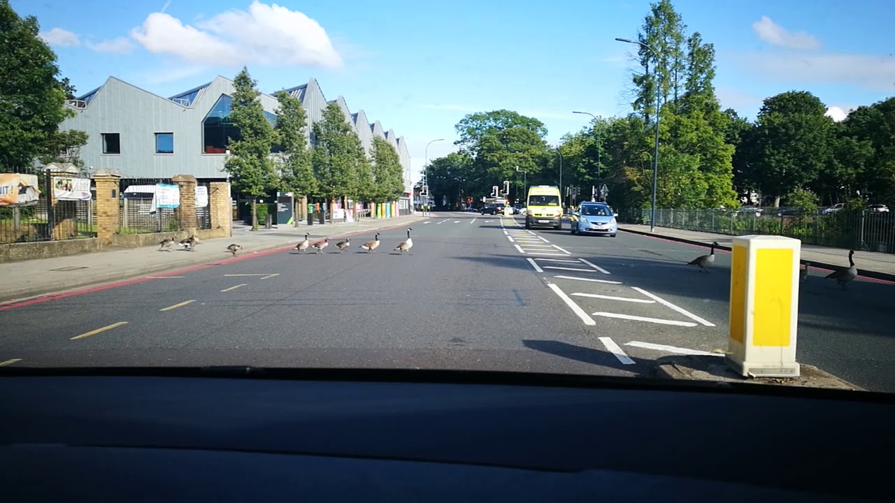 London ducks stop traffic and cross street