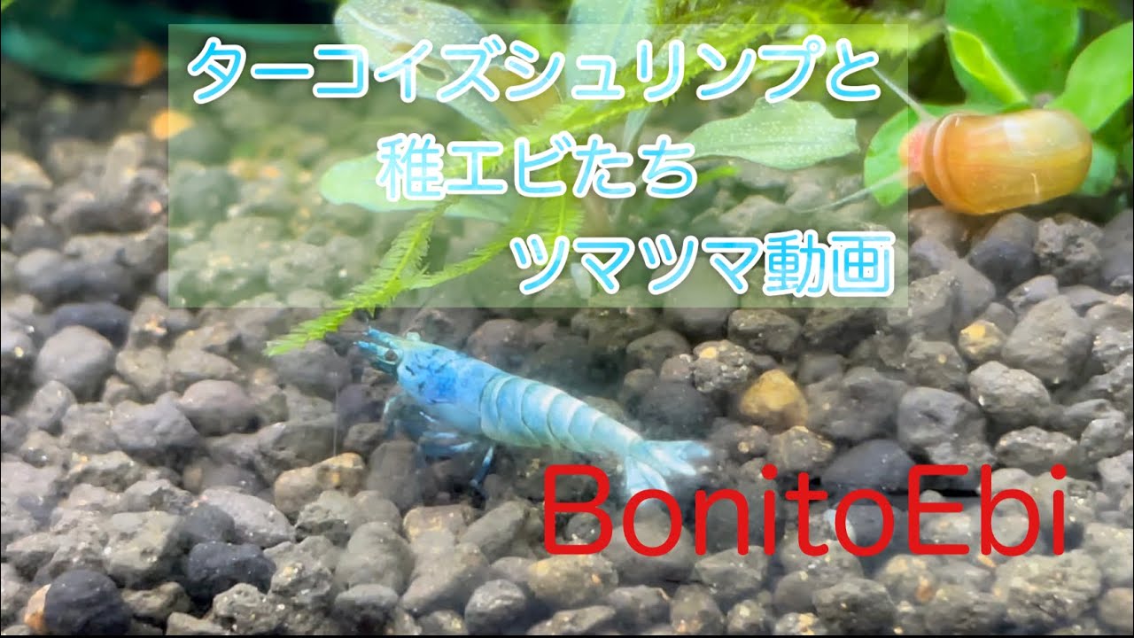 ターコイズシュリンプと稚エビたち　ツマツマ動画